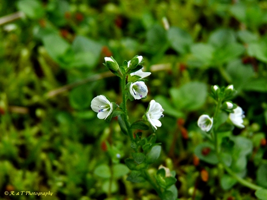 {Veronica serpyllifolia}
